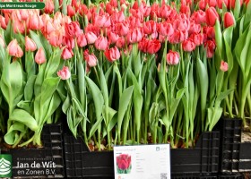 Tulipa Montreux Rouge ® (1)